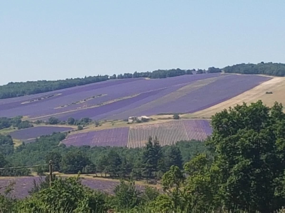 La loge aux lavandes