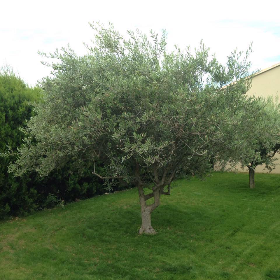 PAYSAGISTE DE PROVENCE