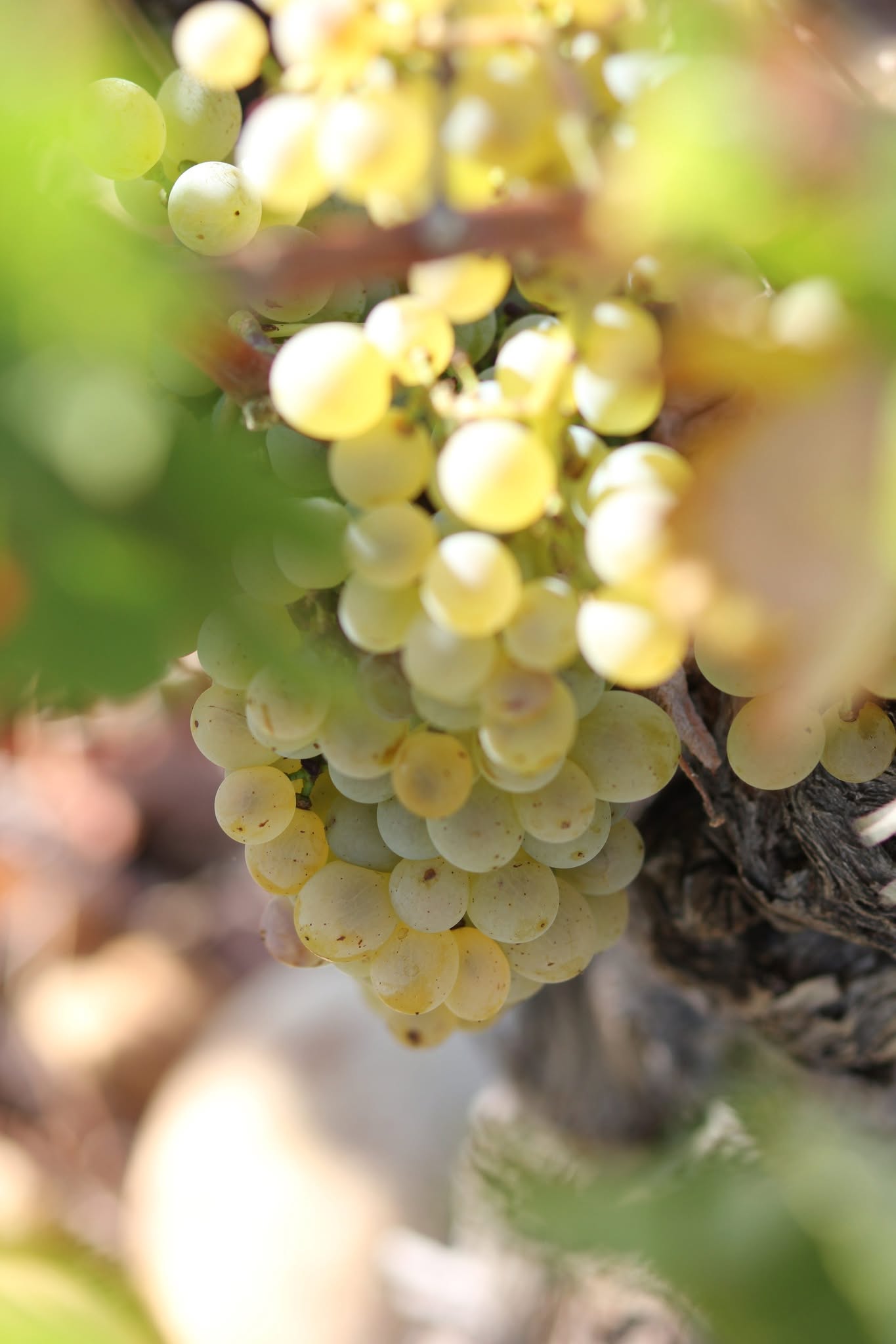 Domaine de la Palud